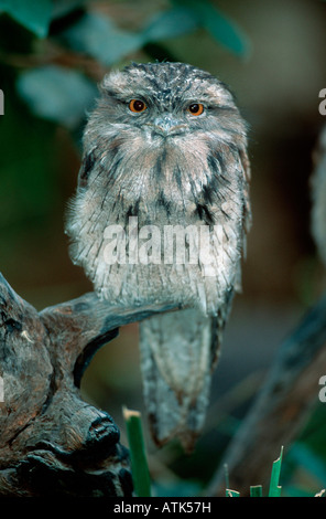 Tawny Frogmouth / Eulenschwalm Stockfoto