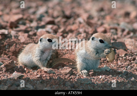 Runde-tailed Grundeichhörnchen / Rundschwanzziesel Stockfoto