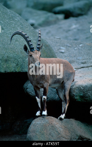 Nubische Steinböcke / Nubischer Steinbock Stockfoto