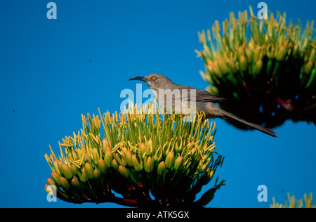 Kurve-billed Thrasher / Krummschnabel-Spottdrossel Stockfoto