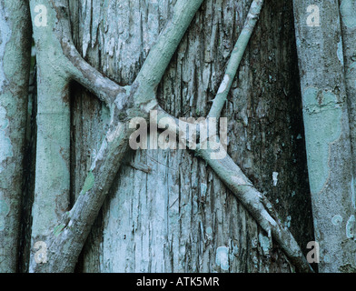 Zypresse mit Würgefeige Corkscrew Swamp Sanctuary Florida Dezember 1998 Stockfoto