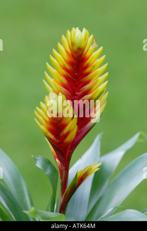 Flammenschwert / Vriesea / Bromelie / Flammendes Schwert Stockfoto