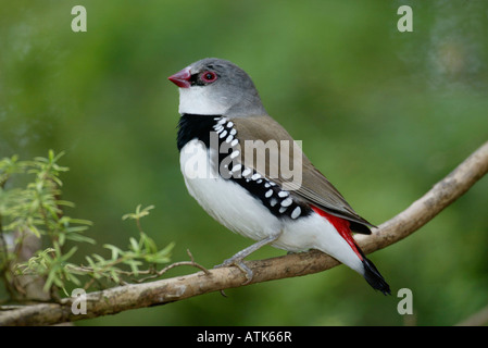 Diamant-Firetail / Diamantfink / Diamantamadine Stockfoto