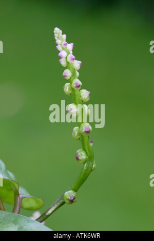 Malabar-Spinat / Ceylon Spinat / Malabar-Spinat / Ceylon-Spinat Stockfoto