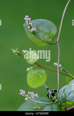 Malabar-Spinat / Ceylon Spinat / Malabar-Spinat / Ceylon-Spinat Stockfoto