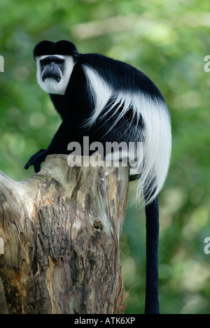 Angolanische schwarz-weißen Colobus Affen / Mantelaffe / Angola-Stummelaffe Stockfoto
