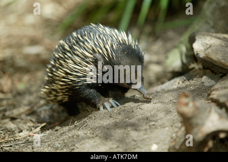 Kurzschnabeligel / Schnabeligel / Ameisenigel Stockfoto