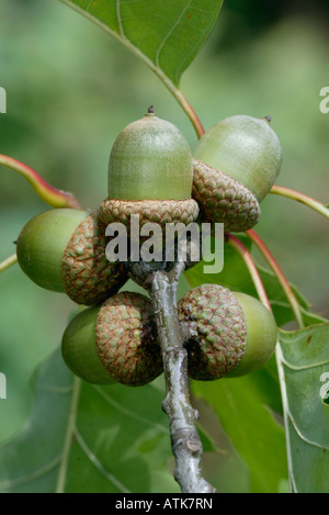 Eichen / Eicheln / Sommereiche / Stieleiche Stockfoto
