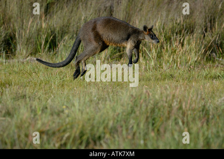 Swamp Wallaby / Sumpfwallaby Stockfoto