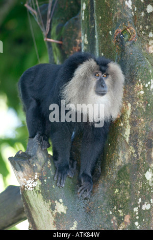 Löwe-tailed Macaque / Bartaffe / Wanderu Stockfoto
