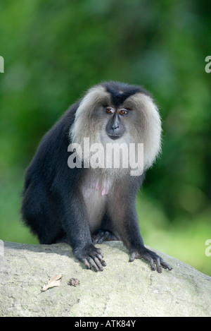 Löwe-tailed Macaque / Bartaffe / Wanderu Stockfoto