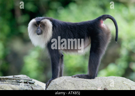 Löwe-tailed Macaque / Bartaffe / Wanderu Stockfoto
