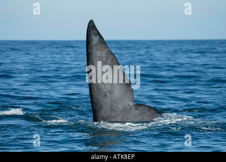 Southern Right Whale Stockfoto