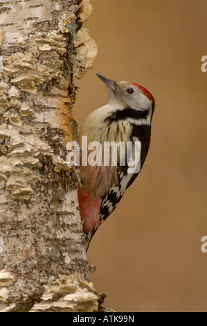 Middle Spotted Woodpecker Dendrocopus Medius fotografiert in Frankreich Stockfoto