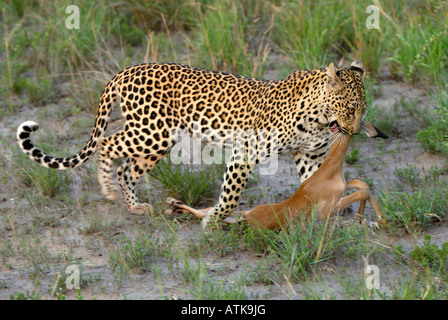 Afrikanischer Leopard Stockfoto