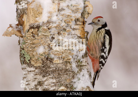 Middle Spotted Woodpecker Dendrocopus Medius im Schnee fotografiert in Frankreich Stockfoto