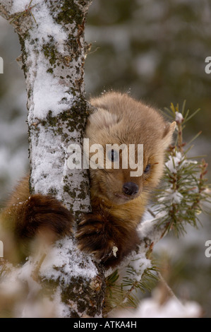 Amerikanische Marder Martes Americana Bilder aus dem Monat in den USA Stockfoto