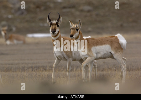 Pronghorn Antilope Antilocapra Americana fotografiert im Yellowstone National Park USA Stockfoto