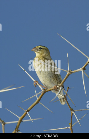 Gelb-Psephotus Witwe Stockfoto