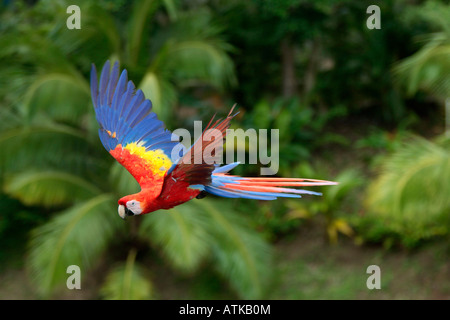 Hellroten Aras Stockfoto