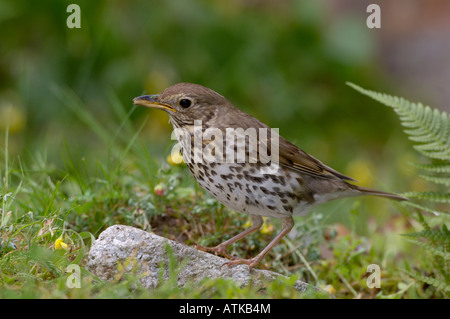 Singdrossel Turdus Philomelos fotografiert in UK Stockfoto