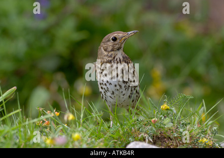 Singdrossel Turdus Philomelos fotografiert in UK Stockfoto