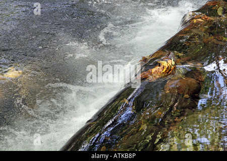 Butte Creek fließt ruhig durch Parks und Naturschutzgebiete in Chico, CA Stockfoto