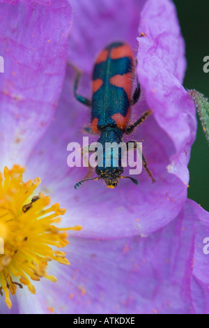 Trichodes Nobilis Käfer in lila Blume Stockfoto