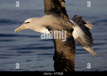 Salvin die Albatros landen wird vorbereitet Stockfoto