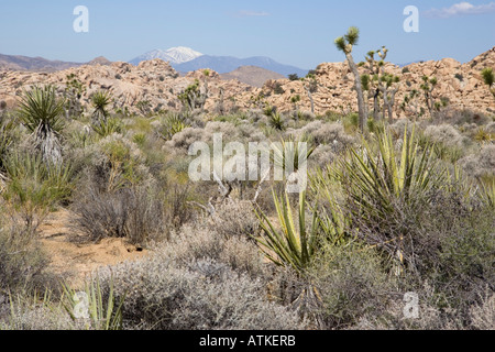 Mojave-Wüste mit schneebedeckten Gipfel des San Jacinto Berge im Hintergrund Stockfoto