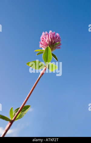 Rotklee wächst in den Himmel Stockfoto
