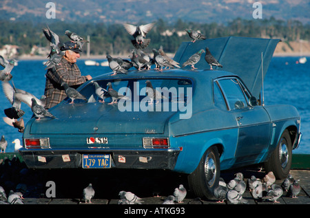Tauben auf Auto / Santa Barbara Stockfoto
