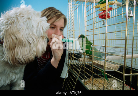 Pfirsich-fronted Conure Stockfoto