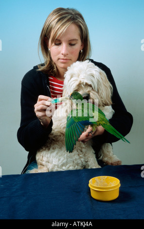 Pfirsich-fronted Conure Stockfoto