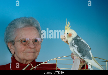 Nymphensittich Stockfoto