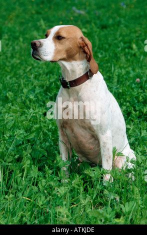 Englischer Zeiger Stockfoto