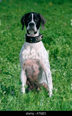 Englischer Zeiger Stockfoto