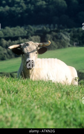 Gehörnter Stier im Feld. Stockfoto