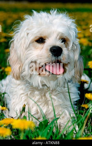 Mischling Hund Stockfoto