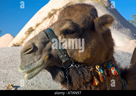 Ein freundliches baktrischen Kamel, Uchisar, kleines Dorf, Kapadokya, Kappadokien, Türkei, Naher Osten. DSC 6592 Stockfoto
