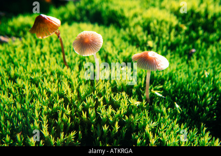 Kleine Pilze wahrscheinlich Galerina Hypnorum in Moos wächst durch einen Sonnenstrahl beleuchtet. Stockfoto