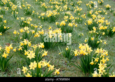 NARCISSUS-TÊTE, DIE EINEM TÊTE AGM IN GRÜNLAND AMENITY BEPFLANZUNGEN AM STRAßENRAND GEMEINDEBEHÖRDE EINGEBÜRGERT Stockfoto