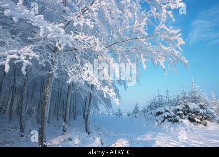 Winterlandscape Stockfoto