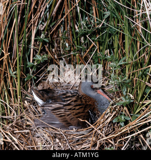 Rale d Eau Wasserralle Wasser Schiene Rallus Aquaticus Nest Tierversuche Asien Asien Aves Vögel Brueten Europa Europa Gruiformes Kranic Stockfoto