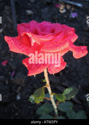 Am frühen Morgen Bild einer Roten Hybrid-Tee-Rose, bedeckt mit Tau Stockfoto