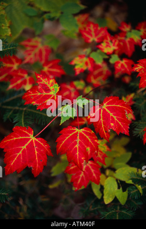 Herbstfärbung rot-Ahorn Nationalpark Cape Breton Nova Scotia Kanada Stockfoto