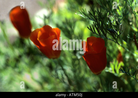 Escholtzia Californica - Kalifornien Mohnblume Stockfoto