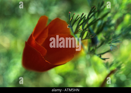 Kalifornische Mohn - Papaver - Escholtzia californica Stockfoto