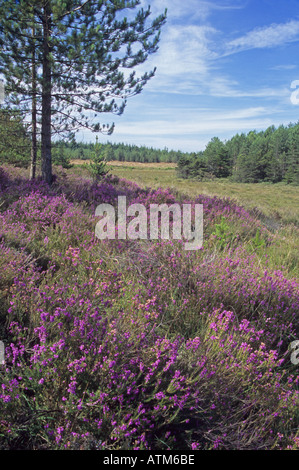Dunkellila Bell Heather im New Forest Stockfoto