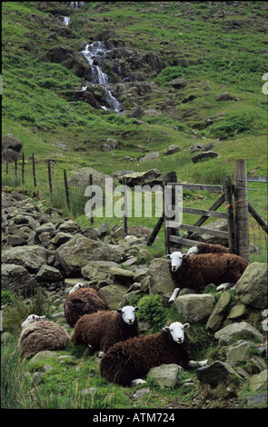 Schwarz / weiß Herdwick Schafe im englischen Lake District Stockfoto